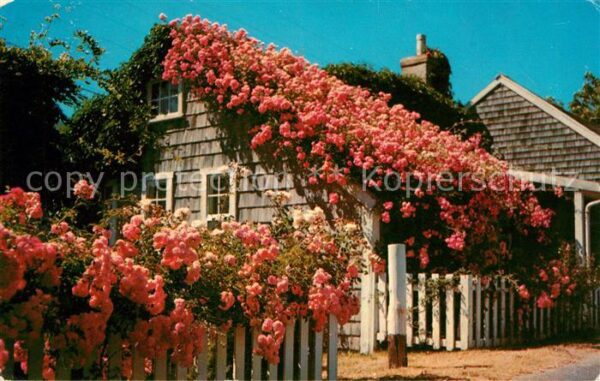 Cape Cod Mass. Rose Covered Cottages