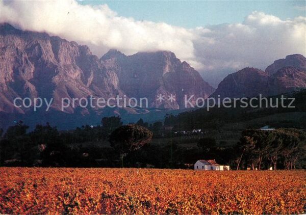 Cape Agulhas Vineyard autumn scene at Franschhoek