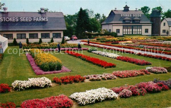 St Catharines All America Flower Selections at Stokes