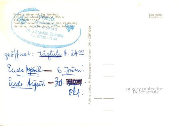 Grunern Probst Winzerhof Straussi – Bild 2