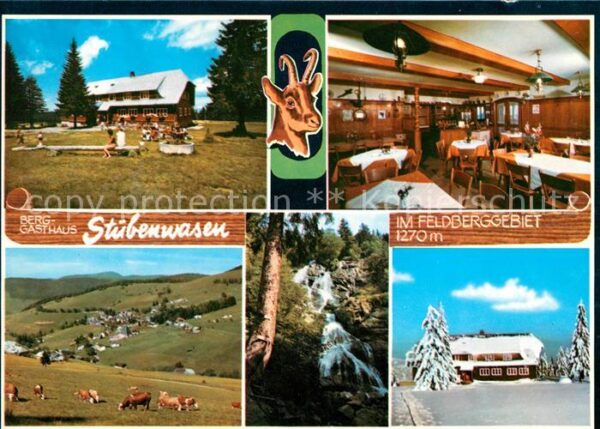 Todtnauberg Gasthaus Stübenwasen Kühe