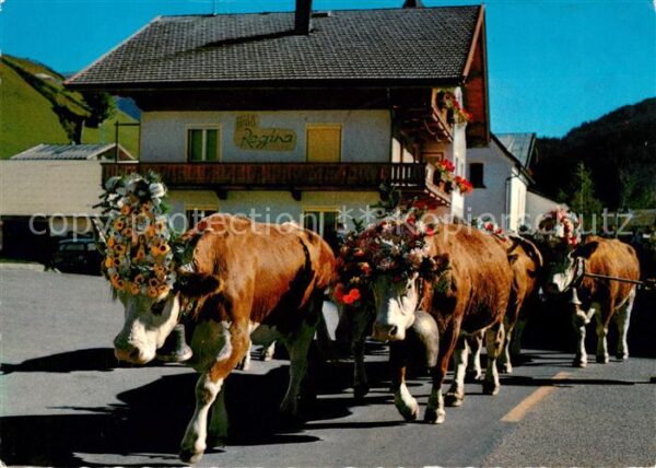 Gerlos Almabtrieb Kühe