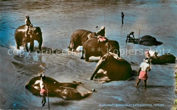Ceylon Sri Lanka Elephants bathing at Katugastota