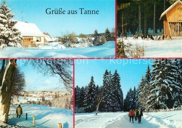 Tanne Harz Oberdorf Muffelwild Harteweg Wanderweg