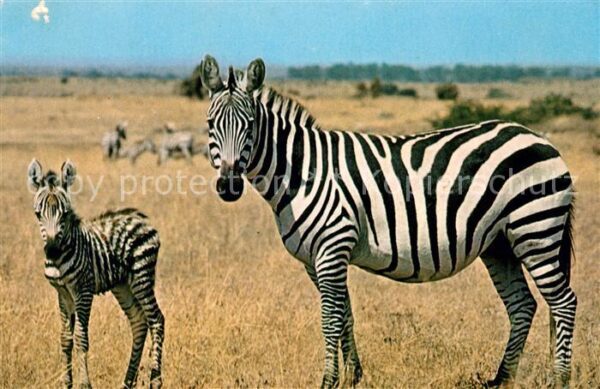 Zebra Kenya
