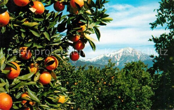 Orangen Oranges Southern California
