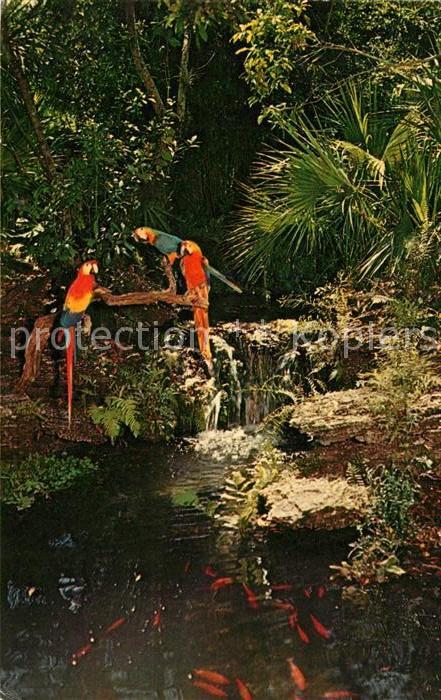 Papagei Miami's Parrot Jungle
