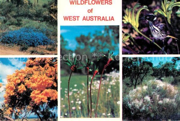 Blumen Wildflowers Western Australia