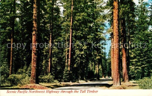 Baeume Trees Pacific Northwest Highway Tall Timber