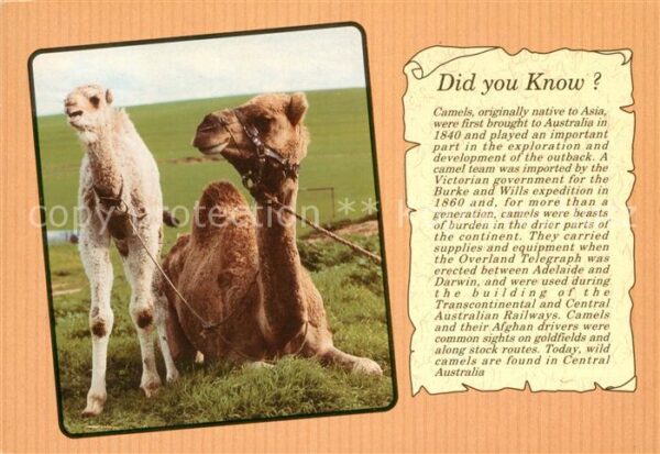 Kamel  Camel Chameau