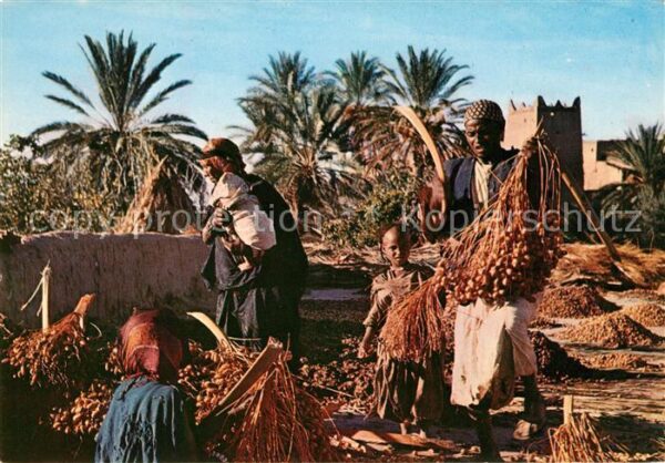 Typen Arabien Maroc Egrenage des Dattes