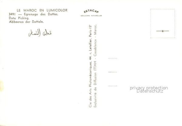 Typen Arabien Maroc Egrenage des Dattes – Bild 2