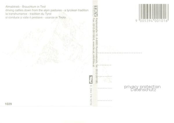 Kuehe Almabtrieb Tirol – Bild 2