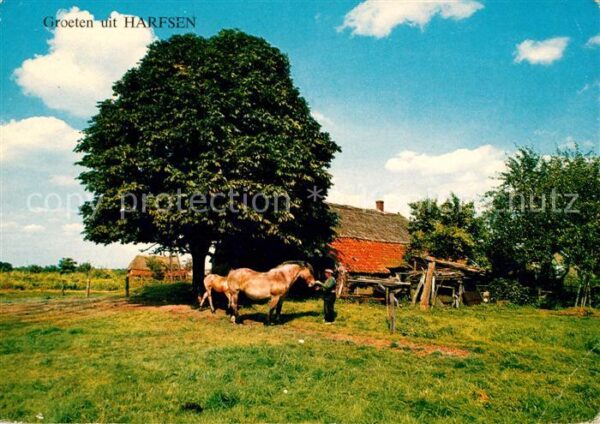 Gelderland Harfsen Pferde Bauernhof