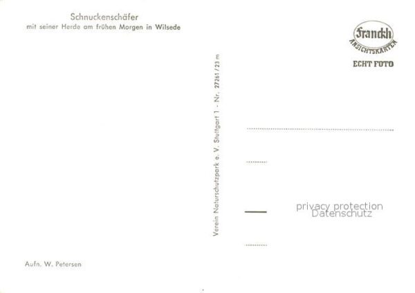 Wilsede Lueneburger Heide Schnuckenschäfer Herde Morgen – Bild 2