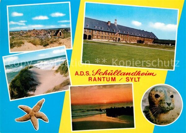 Rantum Sylt ADS Schullandheim Dünen Strand Robbe