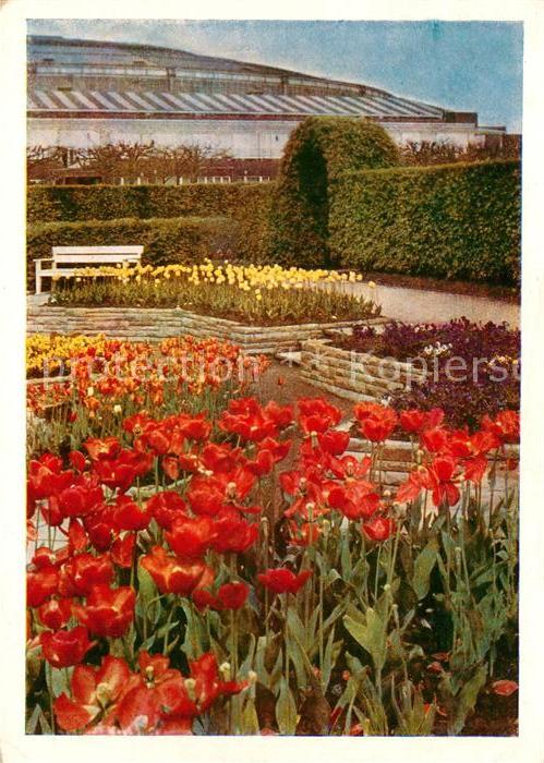 Bundesgartenschau Dortmund Tulpen Rosenterrasse Westfalen