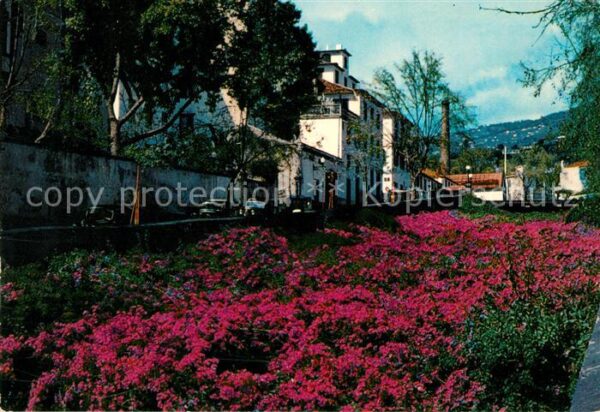 Funchal Park Pflanzenbeete