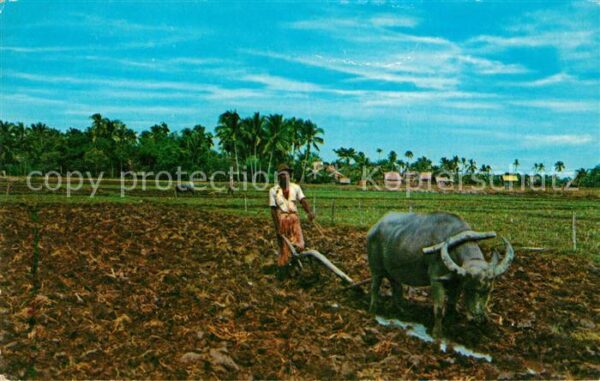 Malacca Raking a Padi Field Landwirtschaft Ochs