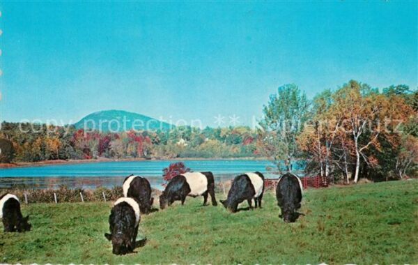 Rockport Maine Belted Galloways