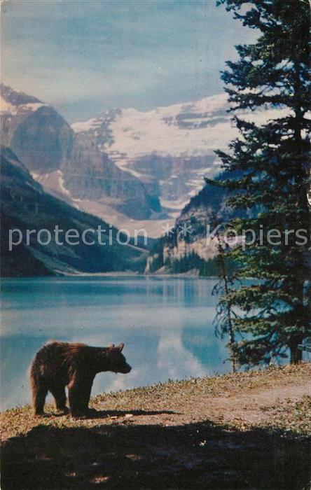 Banff Canada National Park Black Bear