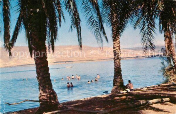 See Genezareth Palmen Strand