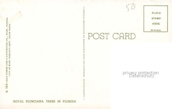 Florida Keys Royal Poinciana – Bild 2