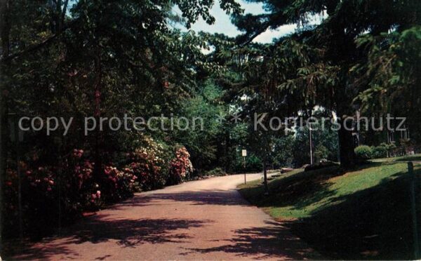 Chestnut Hill Rhododendrons Main Drive