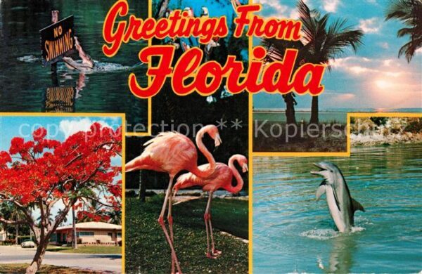 Miami Florida Alligator Flamingos Delphin Strand Palm
