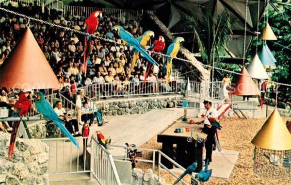 Miami Florida Parrot Jungle Parrot Bowl Jungle Island