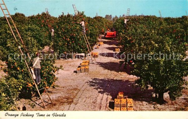 Florida US-State Orange picking time