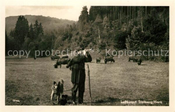 Stolberg Harz Harzkühe auf der Weide