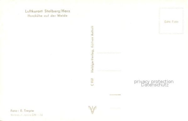 Stolberg Harz Harzkühe auf der Weide – Bild 2