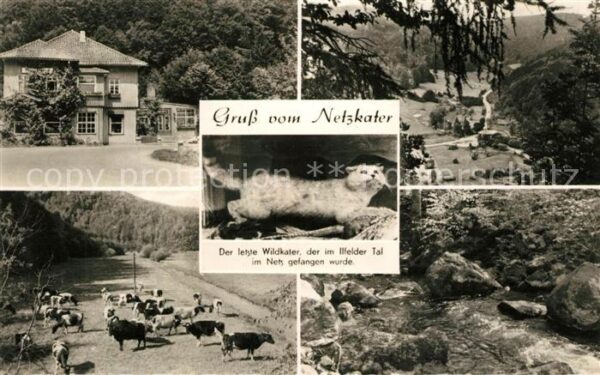 Netzkater Der letzte Wildkater im Ilfelder Tal Ga