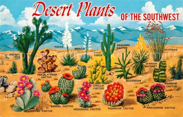 Kakteen Desert Plants Joshua Tree Yucca Ocotill