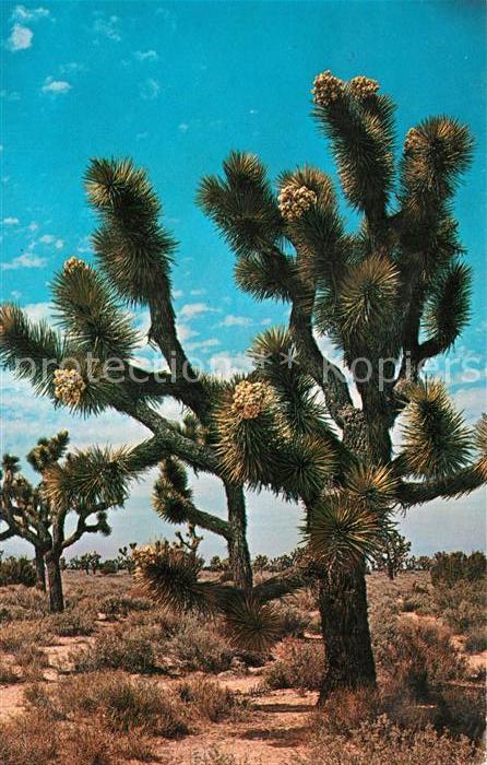 Baeume Trees Joshua Tree