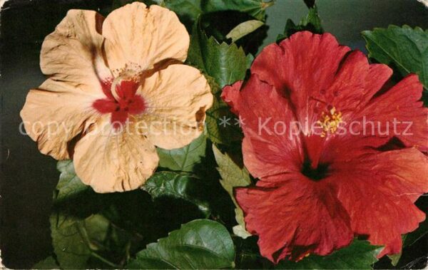 Blumen Hibiscus