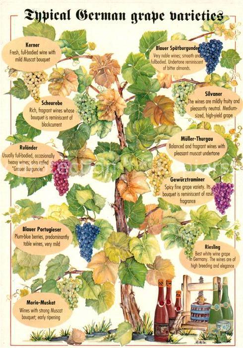 Wein Deutsche Weinreben Kerner Silvaner Sche
