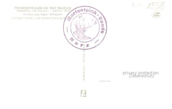 Bad Harzburg Marienteichbaude Hirsche aus freier Wil – Bild 2