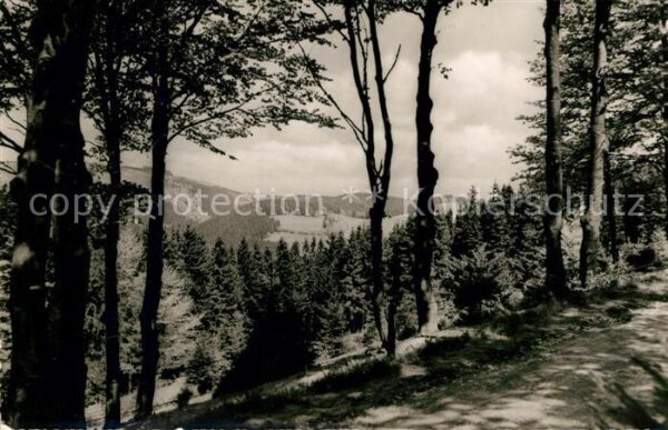 Schwalefeld Waldweg Blick zum Burgring Landschaftsp