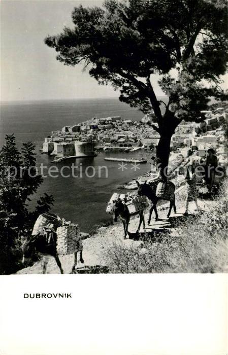 Dubrovnik Ragusa Teilansicht Packesel