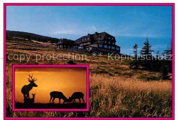 Riesengebirge Krkonose Karkonosze Baude Hirsche