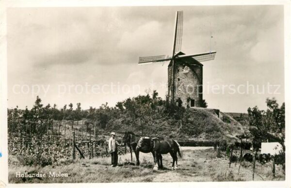 Windmuehle Holland Pferde