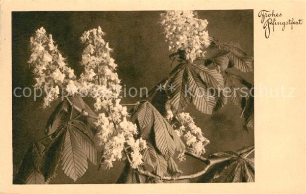 Pfingsten Pentecost Pentecote Blumen