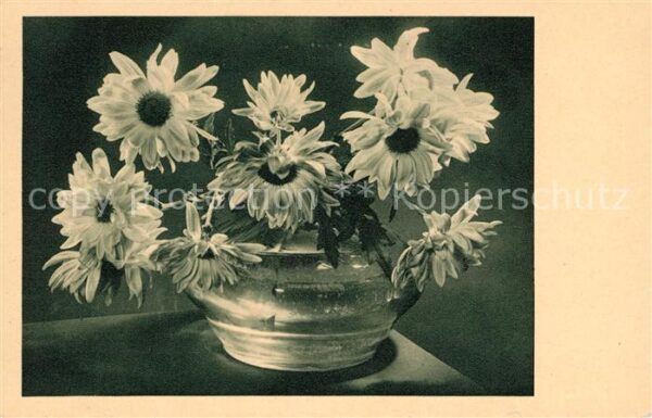 Blumen Margeriten