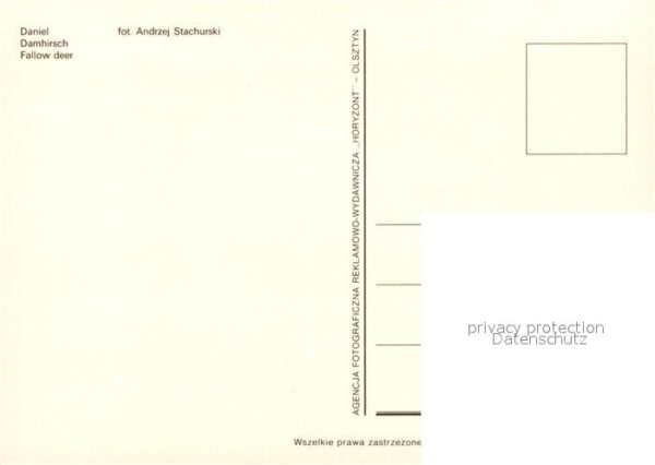 Hirsch Damhirsch Fallow Deer – Bild 2