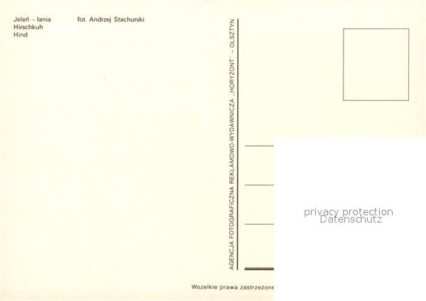 Tiere Hirschkuh Hind Jelen-Lania – Bild 2