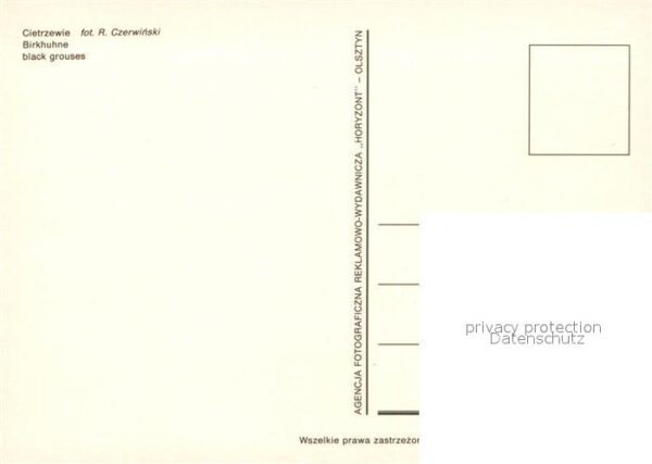 Gefluegel Birkhuhn Black Grouses Cietrzewie – Bild 2
