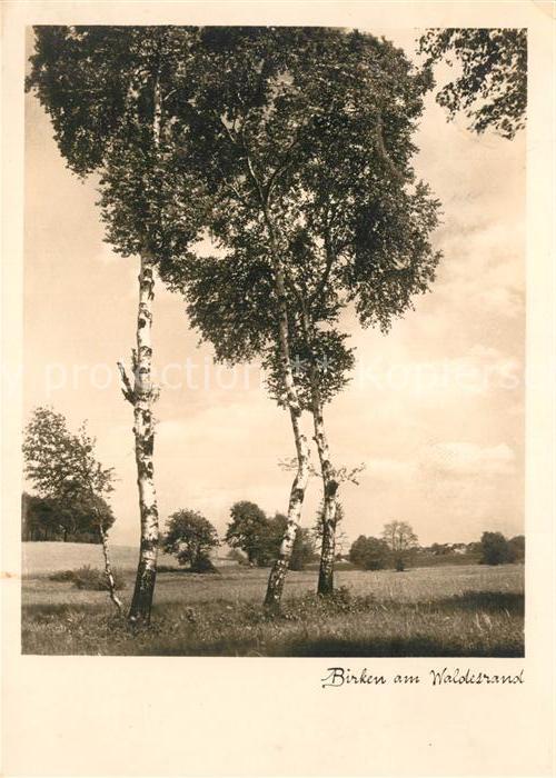 Baeume Trees Birken