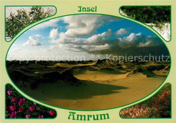 Amrum Dünenlandschaft Natur Pflanzen